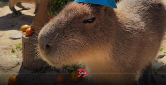 Zoológico del Altiplano amplía horario para verano