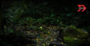 Luciérnagas de Tlaxcala en peligro por turismo masivo