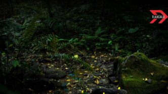 Luciérnagas de Tlaxcala en peligro por turismo masivo