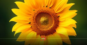 Festival Entre Girasoles 2025 Tlaxcala