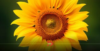 Festival Entre Girasoles 2025 Tlaxcala