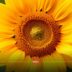 Festival Entre Girasoles 2025 Tlaxcala