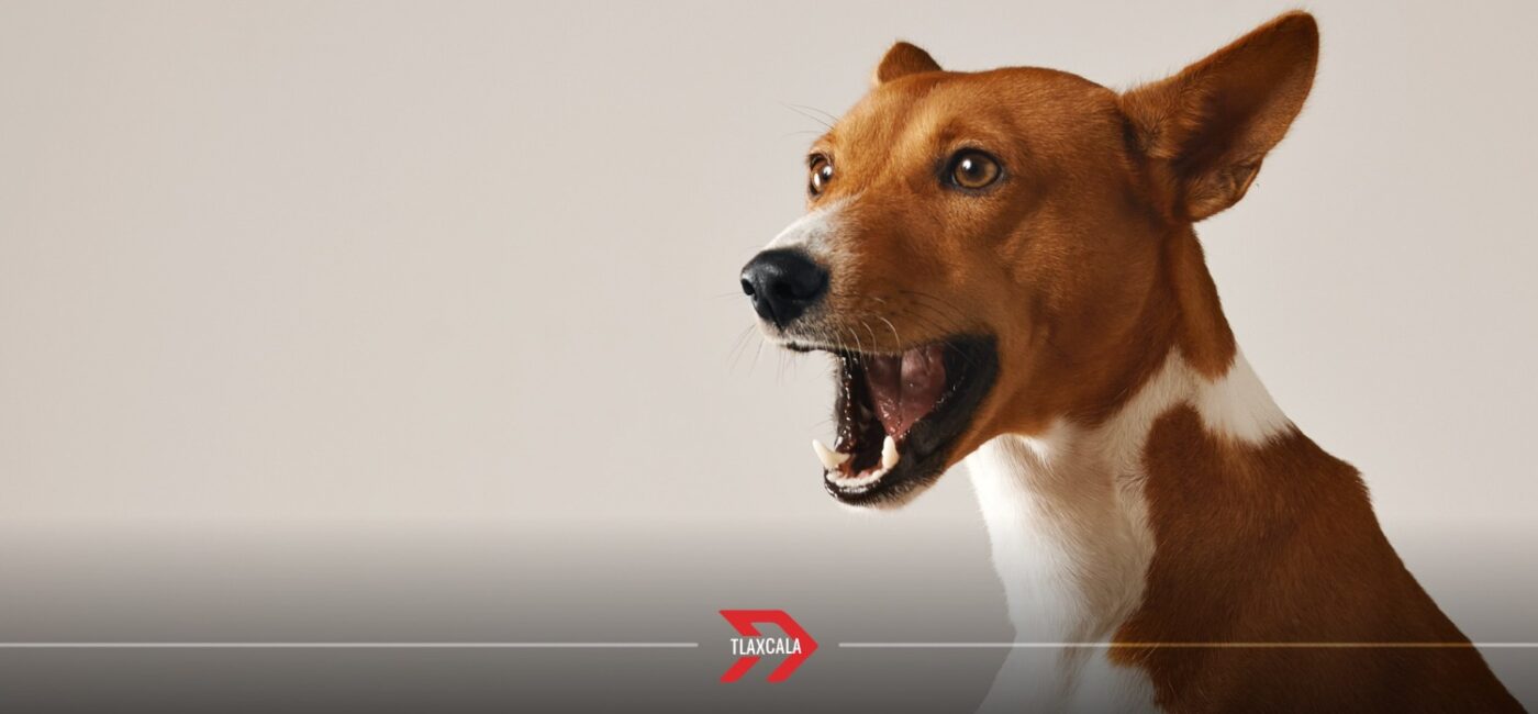 Enfermedades que detectan los perros