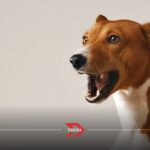 Enfermedades que detectan los perros