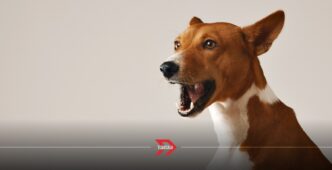 Enfermedades que detectan los perros