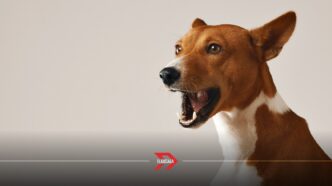 Enfermedades que detectan los perros