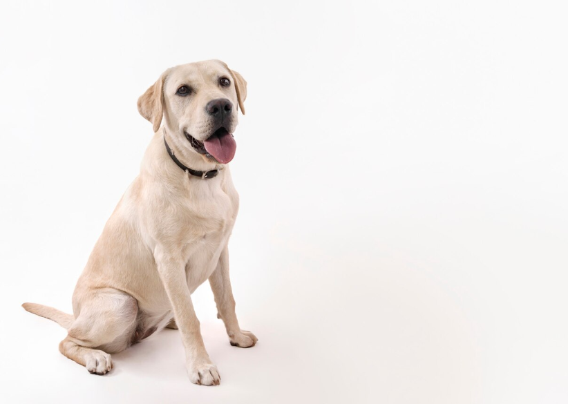 Detección enfermedades perros