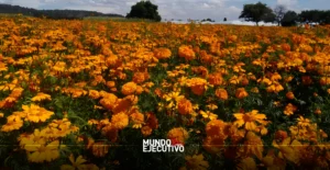 Clima beneficia cultivo de cempasúchil en Tepeyanco