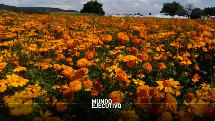 Clima beneficia cultivo de cempasúchil en Tepeyanco