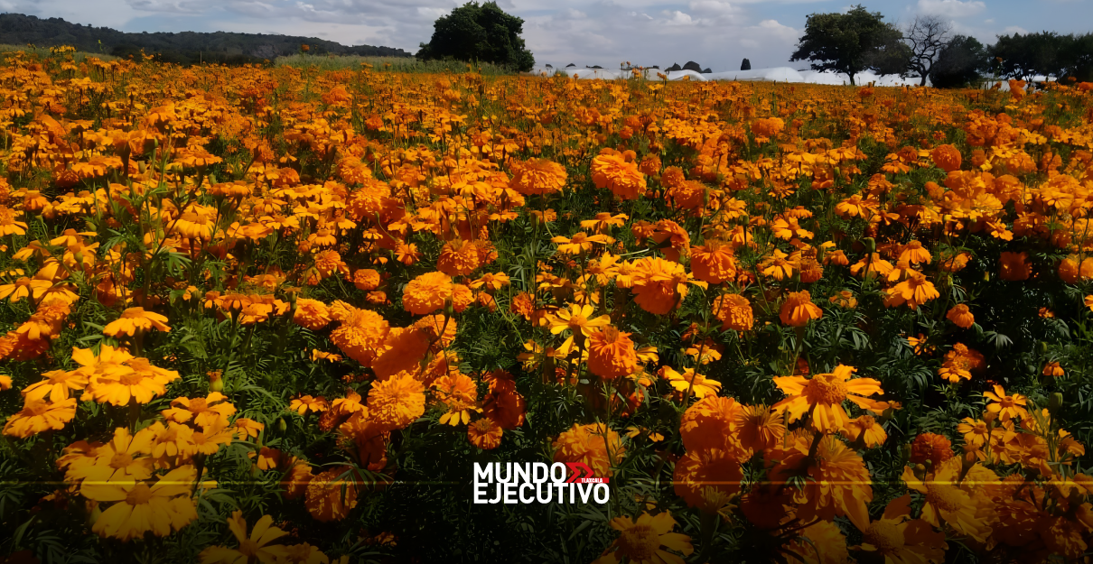Clima beneficia cultivo de cempasúchil en Tepeyanco