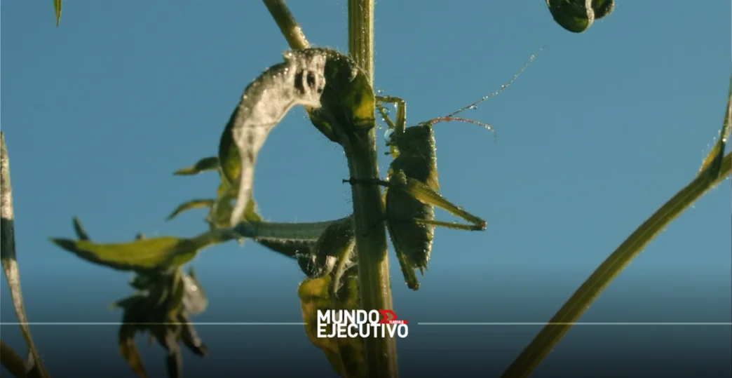 Tlaxcala inicia campaña estatal contra plaga de chapulín en cultivos de maíz