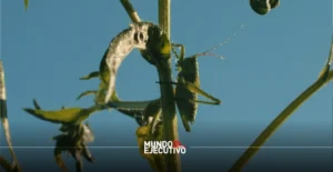 Tlaxcala inicia campaña estatal contra plaga de chapulín en cultivos de maíz