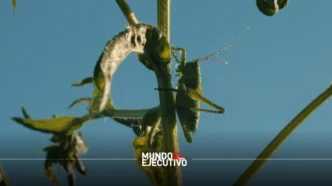 Tlaxcala inicia campaña estatal contra plaga de chapulín en cultivos de maíz
