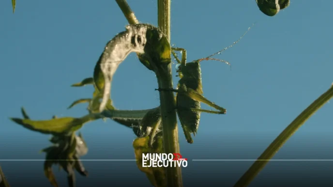 Tlaxcala inicia campaña estatal contra plaga de chapulín en cultivos de maíz