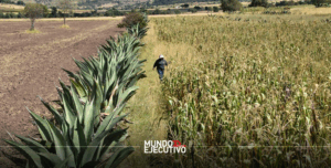 FAO premiará el sistema metepantle de Tlaxcala