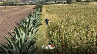 FAO premiará el sistema metepantle de Tlaxcala