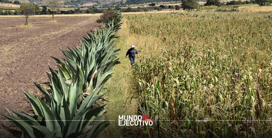 FAO premiará el sistema metepantle de Tlaxcala